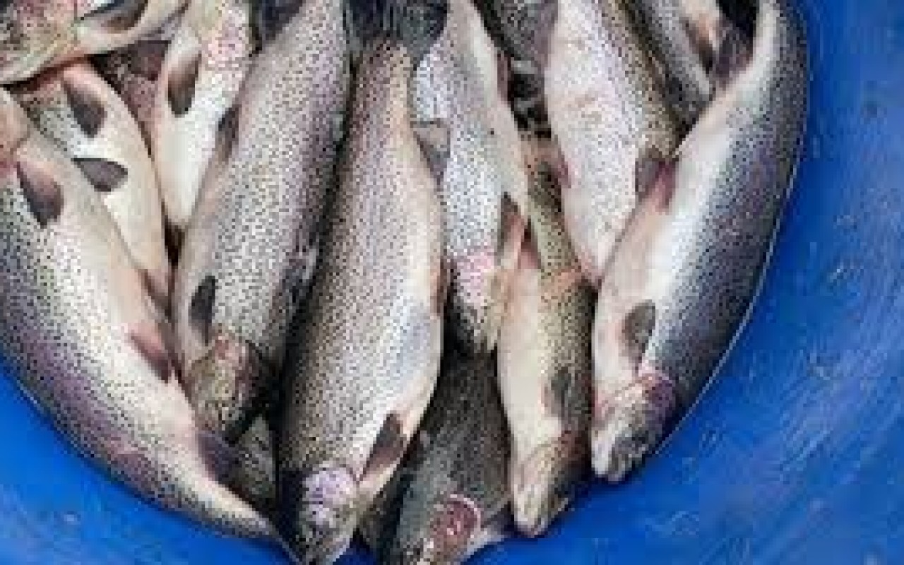 Azərbaycanda farel balıqlarının qiyməti bahalaşdı - VİDEO