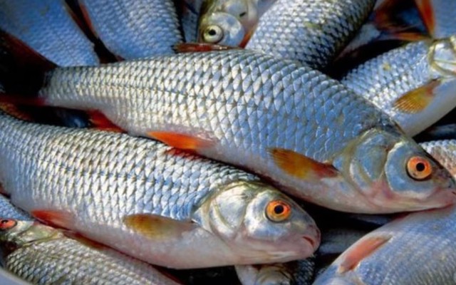 Bu balıq çeşidlərində azalma, qiymətlərində isə artım müşahidə olunur - VİDEO