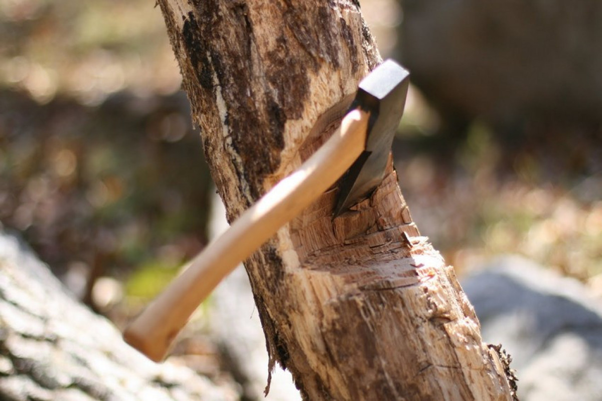 “Ağ Şəhər”də ağacları qıran 2 nəfər saxlanıldı