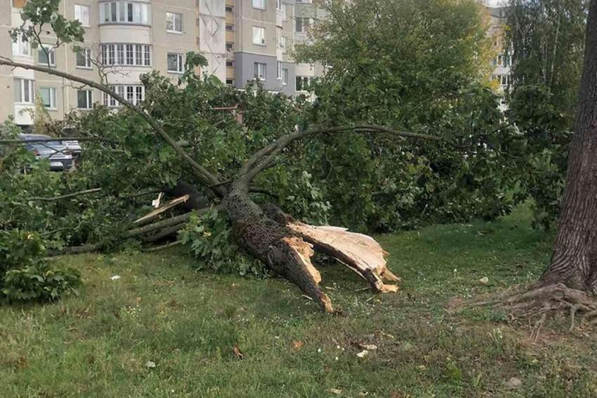 Bakıda güclü külək 19 ağacı sındırıb