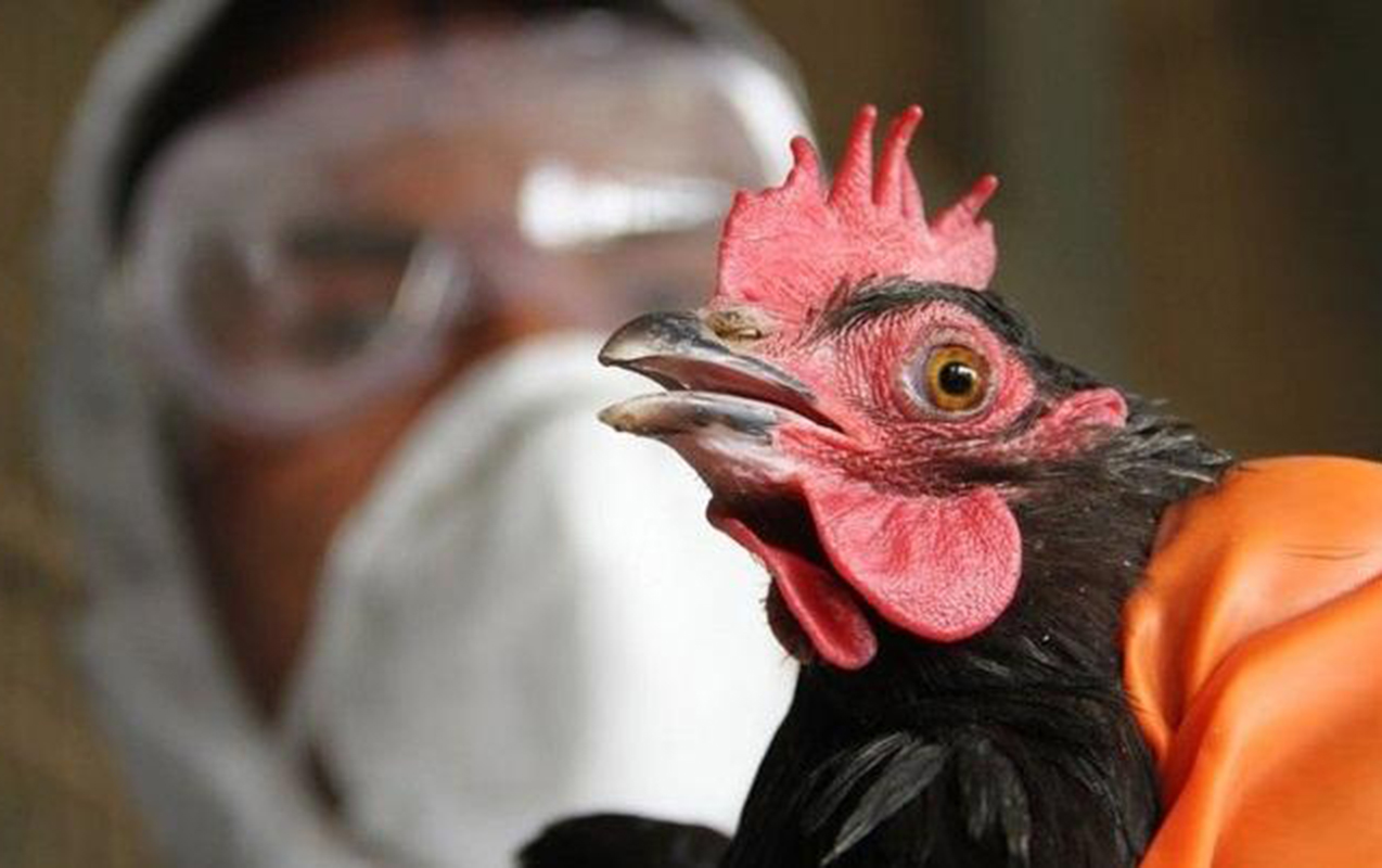Quş qripi və Nyukasl xəstəliyi ilə bağlı müayinə nəticələri - Açıqlandı