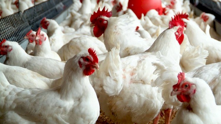 Azərbaycanda toyuq ətinə tələbat kəskin artdı - VİDEO