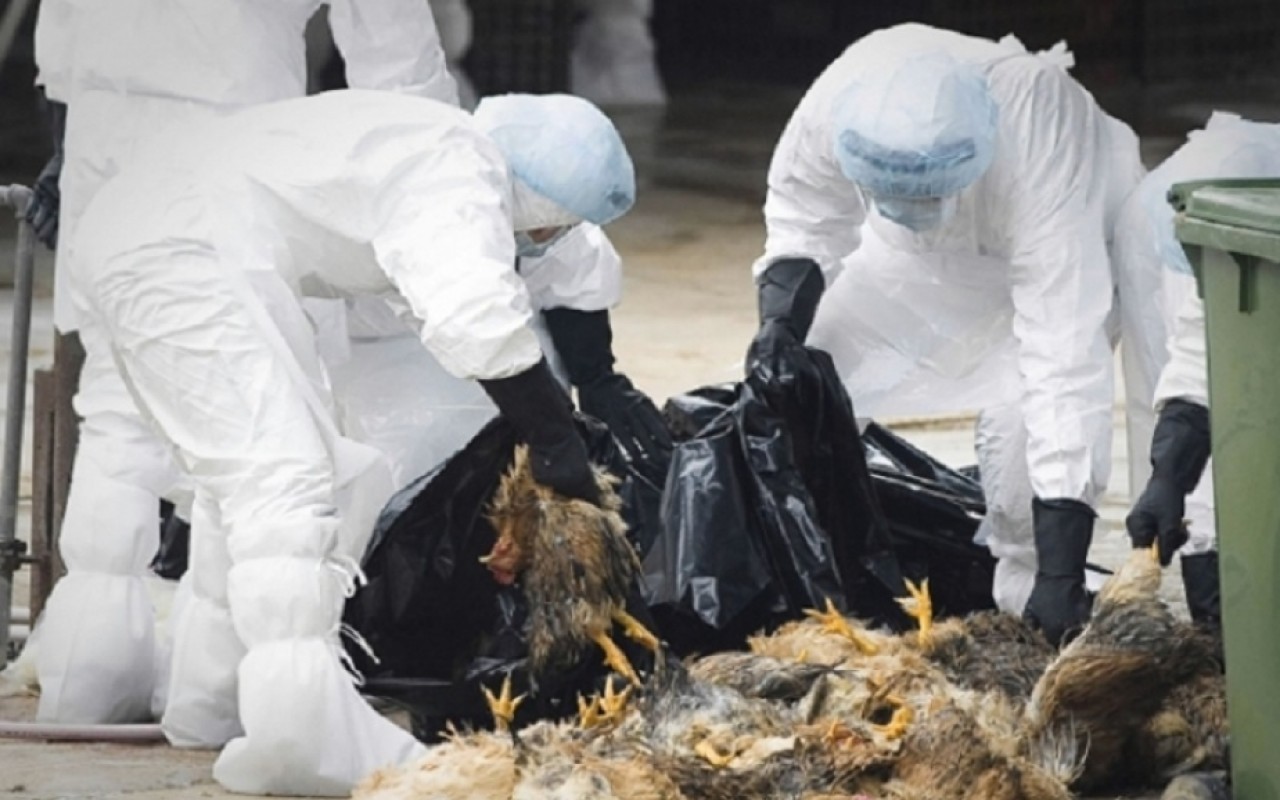 Yaponiyada quş qripinə görə 560 min toyuq məhv ediləcək