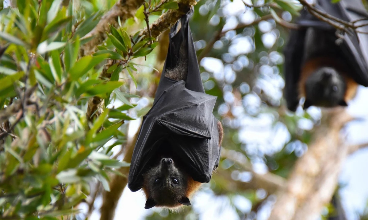 Yarasalarda Nipah virusuna qarşı anticisimlər aşkarlanıb