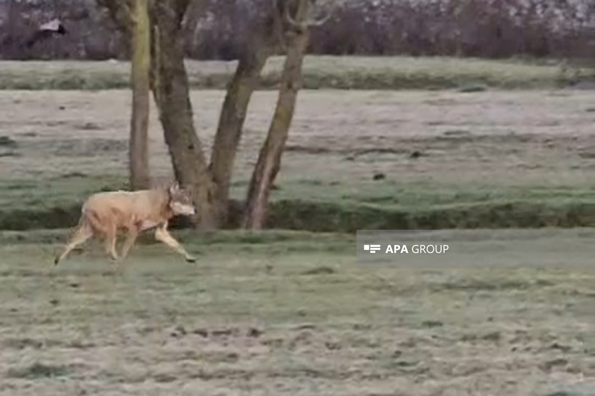 Bu kəndlərə bir neçə gündür canavarlar hücum edir
