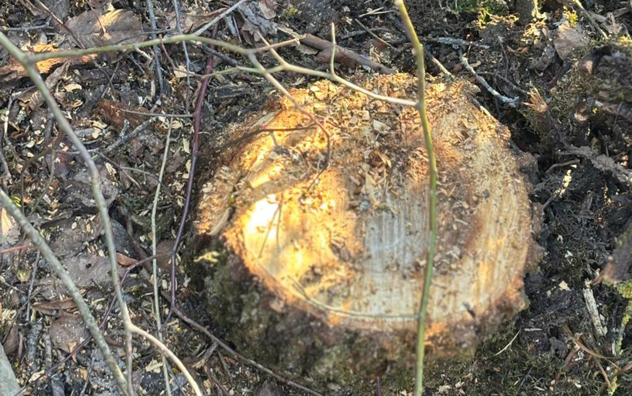 40 ağacı kəsdiyinə görə cinayət işi başladı - Foto