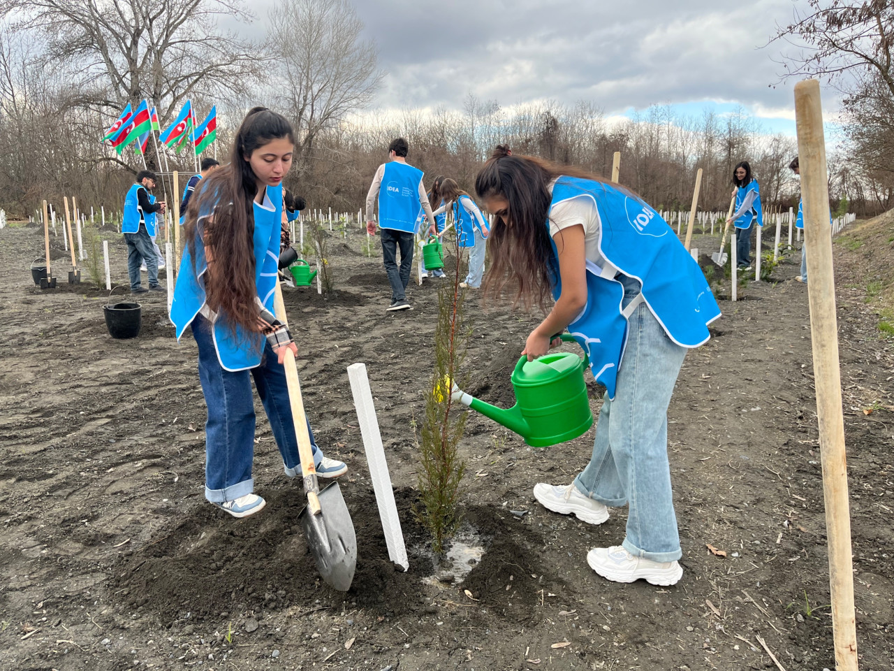 IDEA Zaqatalada kütləvi ağacəkmə aksiyası təşkil etdi - FOTOLAR