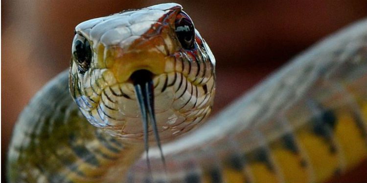 Hindistanda qəribə hadisə – İlan turisti dişlədi, özü öldü