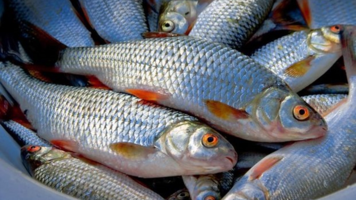 Çaylarda balıqların azalmasının əsas səbəbləri nələrdir?