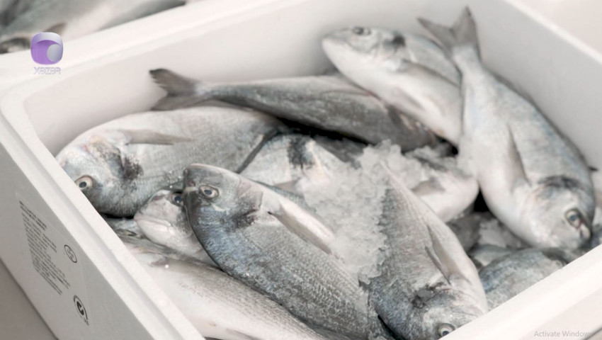 Marketlərdən balıq alarkən DİQQƏTLİ OLUN - VİDEO