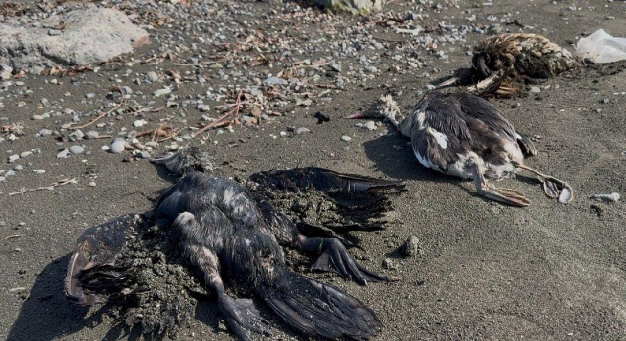 Lənkəranda dəniz sahilində qarabatdaqlar kütləvi tələf olur