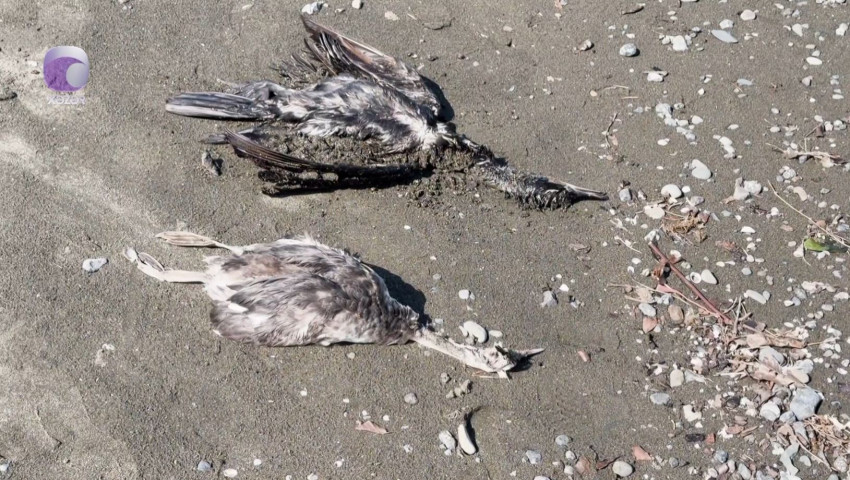 Xəzərin Lənkəran sahillərində yaşayanlar ilk dəfə belə bir mənzərəni görüblər - VİDEO