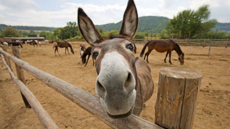 At və uzunqulaqların sayı kəskin azalıb: Səbəb nədir? - VİDEO