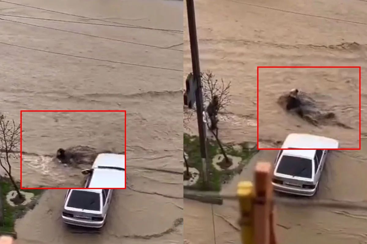 Mahaçqalada güclü yağışın dəhşətli fəsadları: Küçədə qadını su apardı - VİDEO