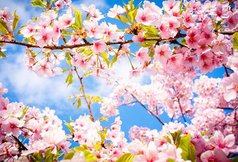 Temperatur 20 dərəcəyədək artacaq - Hava proqnozu