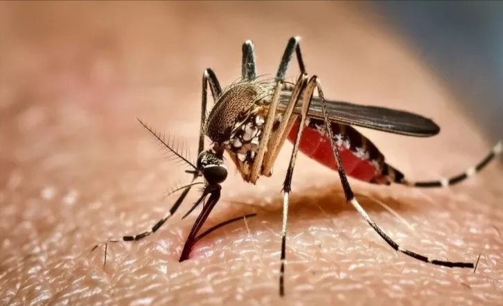 Ağcaqanadlar ən çox kimləri sancırlar?