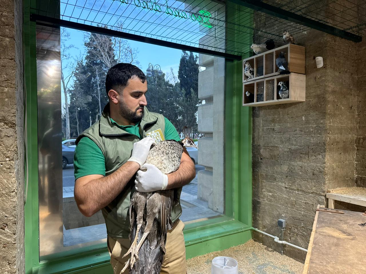 Qanunsuz saxlanılan vəhşi heyvanlar xilas edildi - FOTOLAR