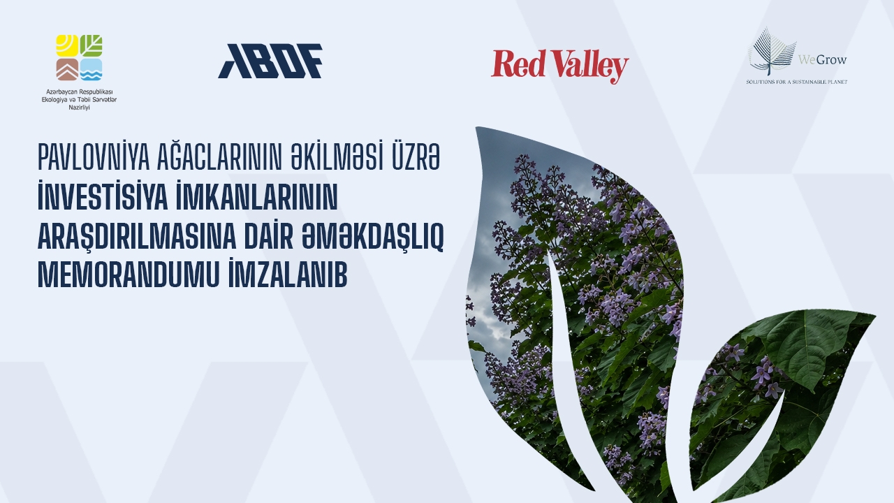 Azərbaycanda 10 min hektarda pavlovniya ağaclarının əkilməsi planlaşdırılır