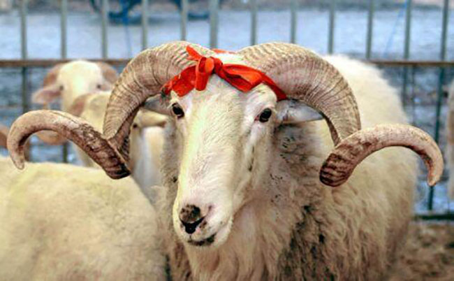 Bu şəxslərin qurbanı qəbul olunmur - Haramsayılan məqamlar
