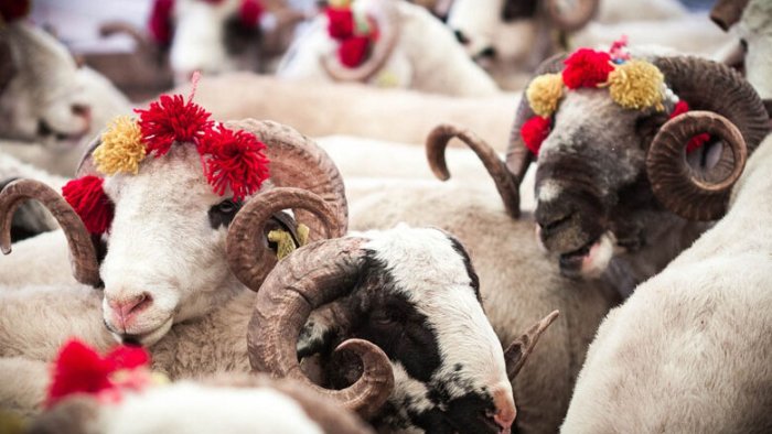 Qurbanı bu formada kəsənlər savabdan çox günah qazanır - AÇIQLAMA