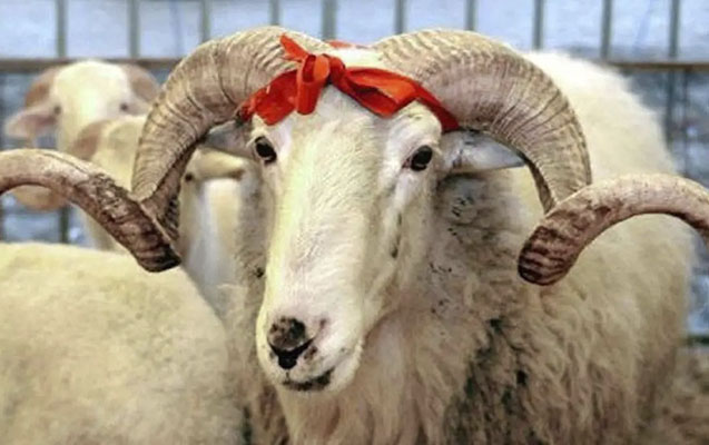Qurban bayramı ilə bağlı təhlükəsiz heyvan kəsimi və satışına nəzarət gücləndirilib