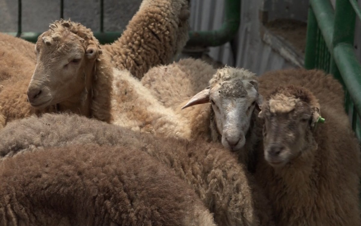 Qurban bayramı ilə bağlı hazırlıq işləri nə yerdədir? - VİDEO