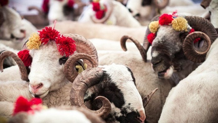 Qurban bayramı ilə bağlı fətva verildi