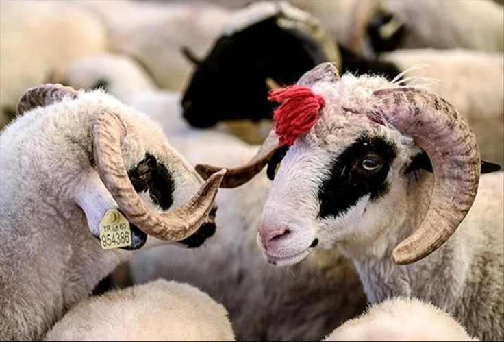 Qurban bayramında bunları etmək lazımdır - İlahiyyatçı ilə müsahibə