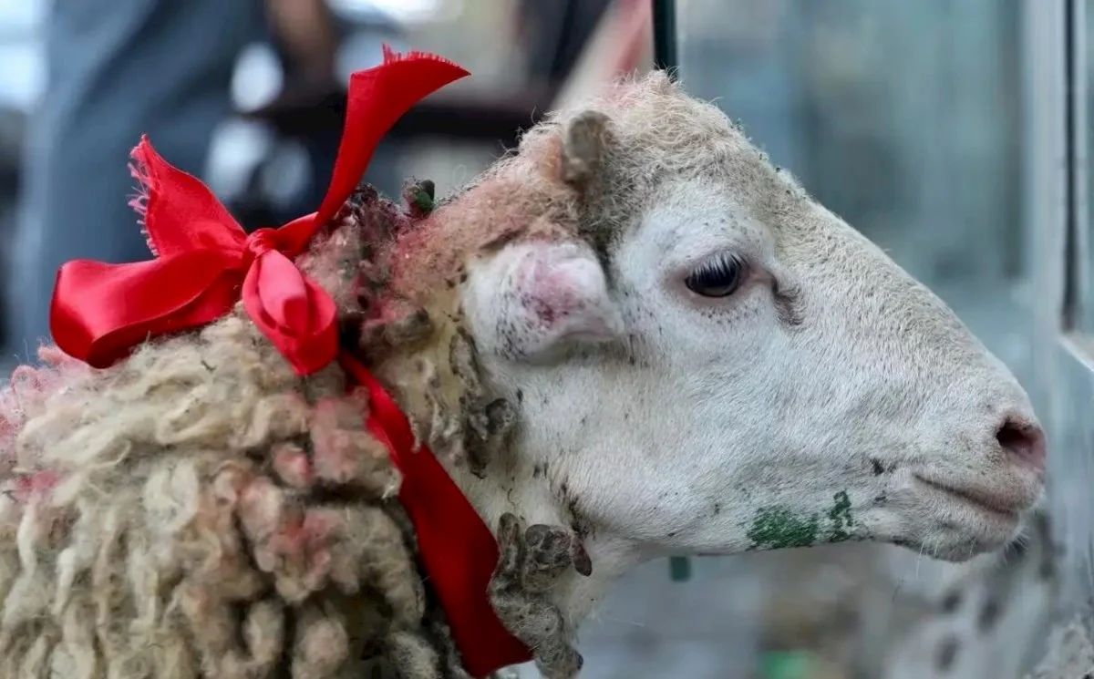 Qudalara "Qurbanlıq payı" aparmaq günahdır? - İlahiyyatçıdan açıqlama