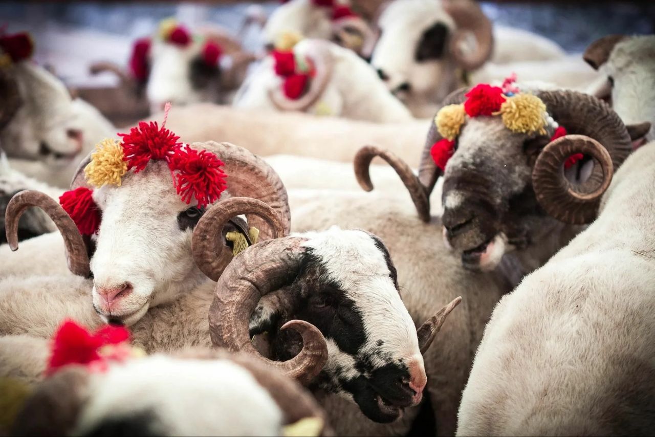 Qurban kəsərkən edilən böyük səhvlər - İllərdir yanlış bilirmişik