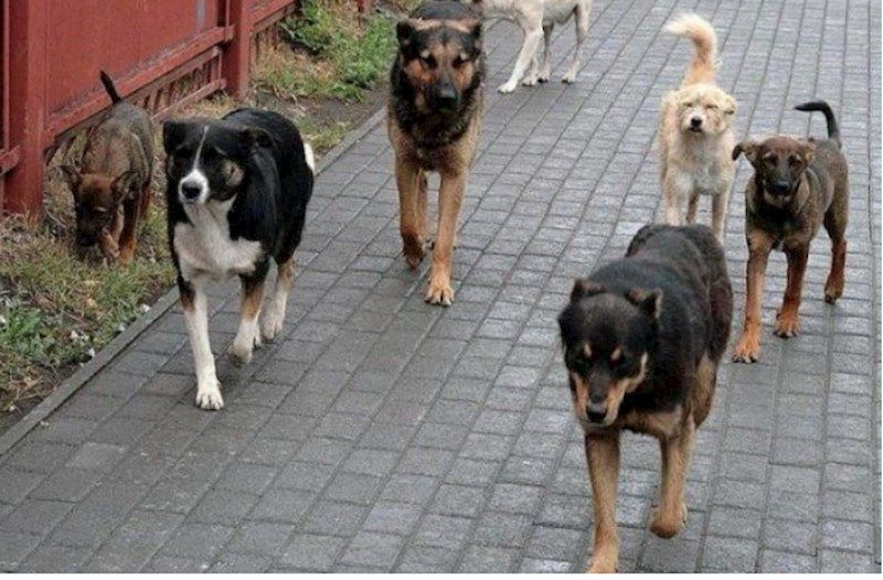 Yeniyetmə itlərin hücumuna məruz qaldı