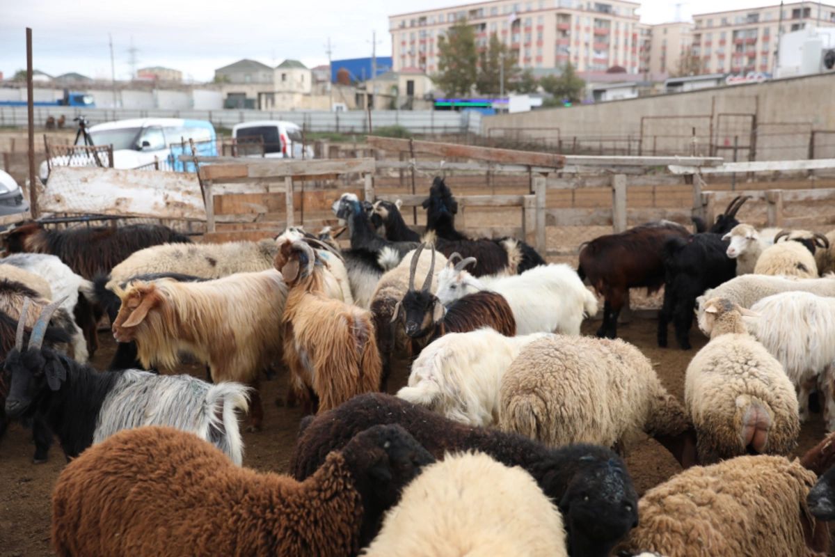 Heyvanların daşınmasına dair yeni tələblərlə bağlı rəsmi AÇIQLAMA
