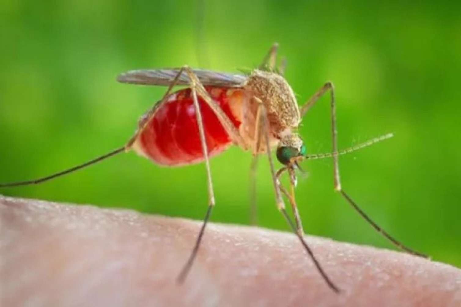 Ağcaqanad mənşəli təhlükəli virus yayılır - ÜST-dən xəbərdarlıq