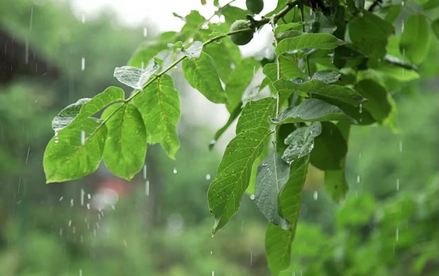 Hava proqnozu dəyişdi - Yağış yağacaq