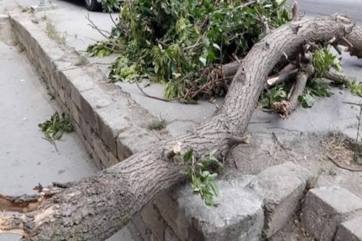 Bakıda güclü külək iki nəfəri xəstəxanalıq etdi