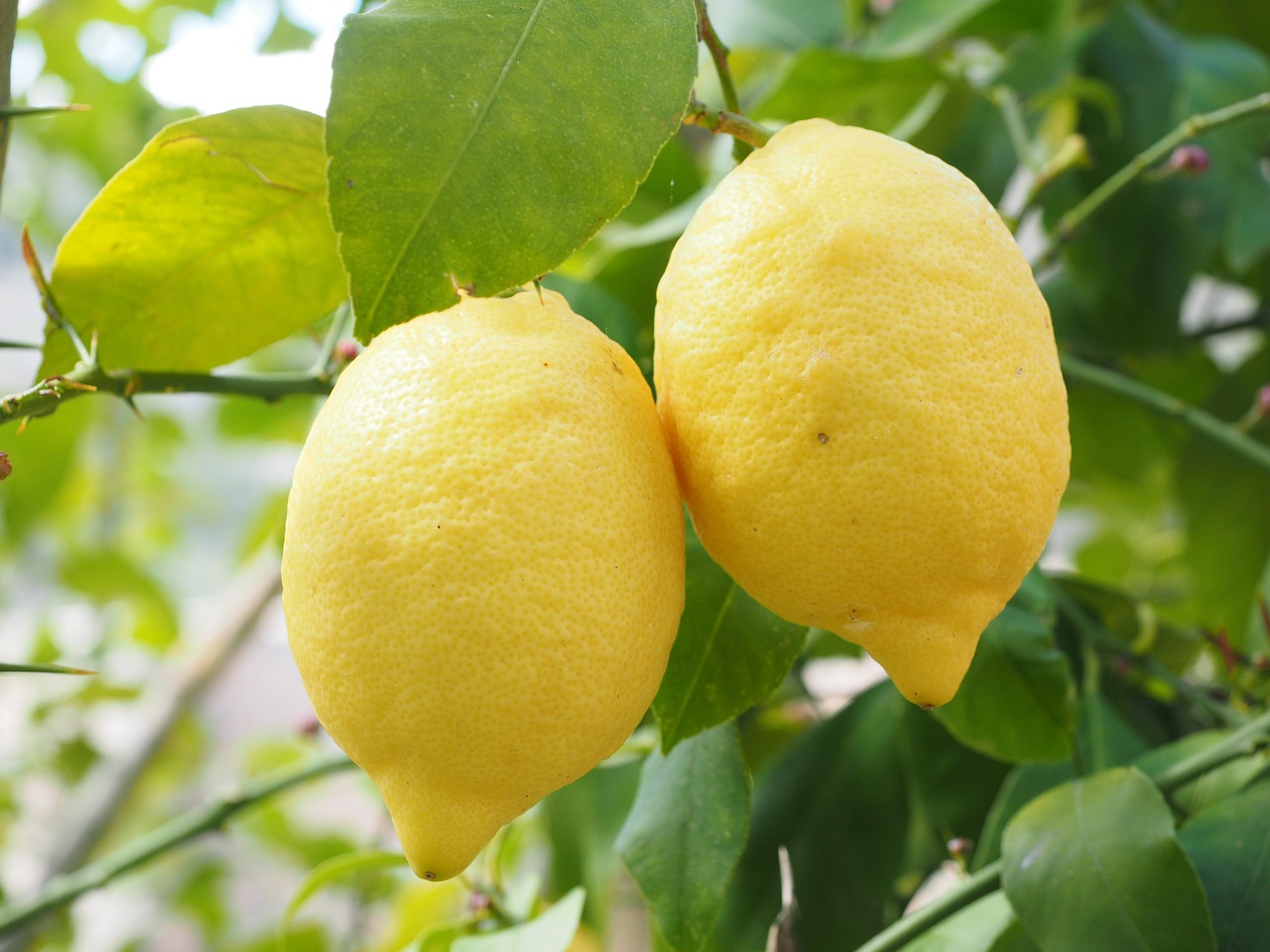 Azərbaycanda limonun qiyməti bahalaşdı - Səbəb nədir? 