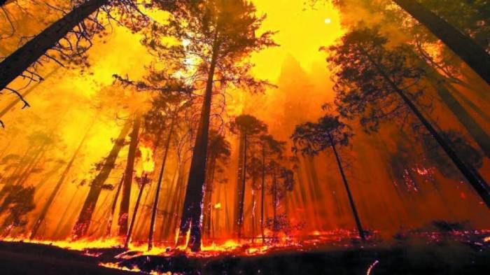 Avropada meşə yanğınlarının vurduğu ziyan açıqlandı