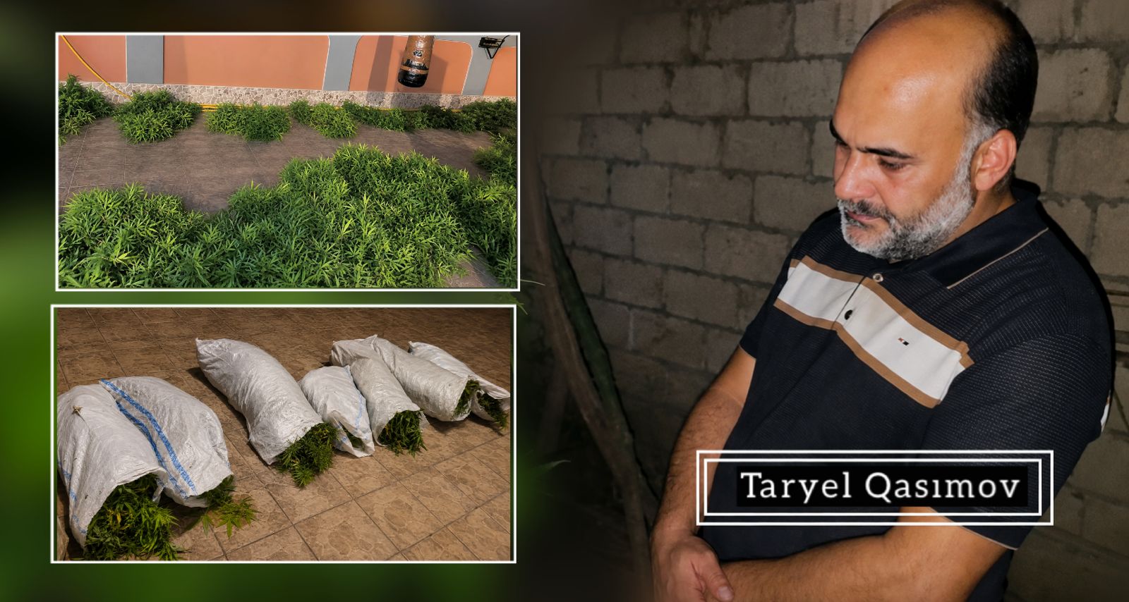 Həyətində narkotik tərkibli bitkilər yetişdirən şəxs saxlanıldı