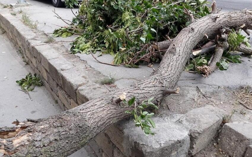 Külək nəticəsində Bakıda 15 ağac sınıb