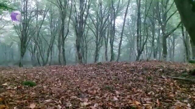 Bakıda öldürülən qadının meyiti Qusarda meşədən tapıldı - Video