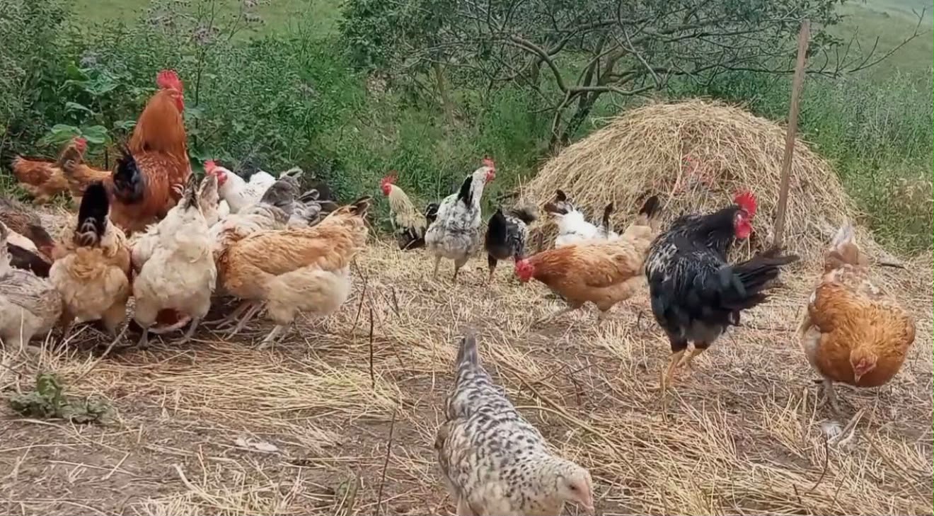 Rayonlarda toyuqlar kütləvi tələf olur – Yeni xəstəlik yayılır?