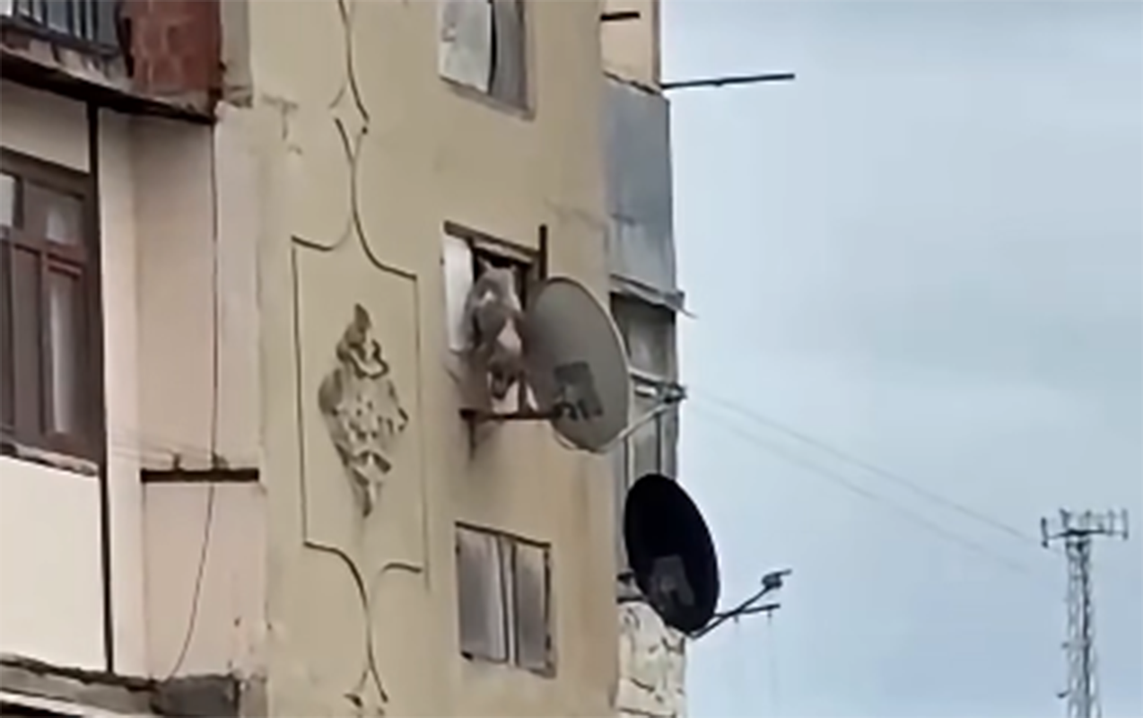 Bakıda iti pəncərədən atan şəxs həbs edildi