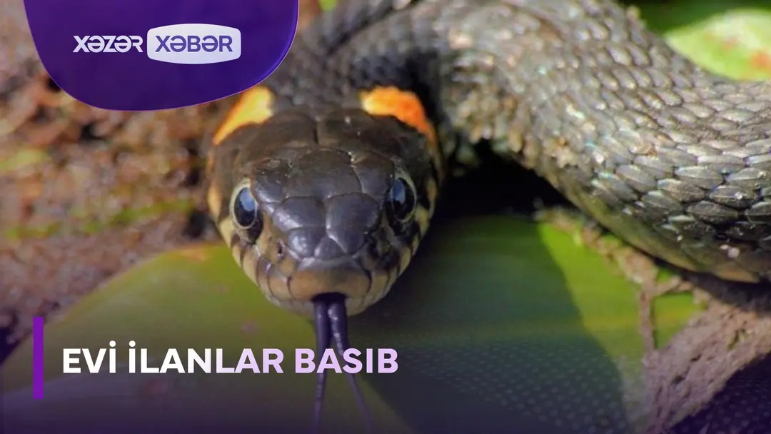 Evi ilanlar basıb - VİDEO